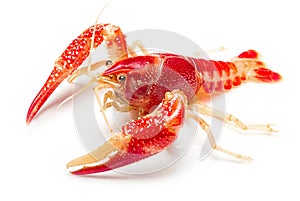 Crayfish Procambarus Clarkii Ghost