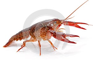 Crayfish Procambarus Clarkii Ghost
