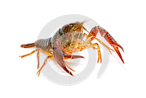 Crayfish Procambarus Clarkii Ghost