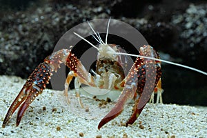 Crayfish Procambarus clarkii ghost in the aquarium