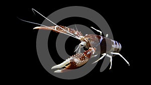 Crayfish procambarus clarkii ghost, raising freshwater aquarium