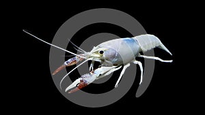 Crayfish procambarus clarkii ghost, raising freshwater aquarium