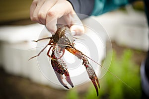 holding a live crayfish