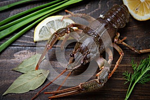 Crayfish. Red boiled crawfishes on table in rustic style, closeup. Lobster closeup.