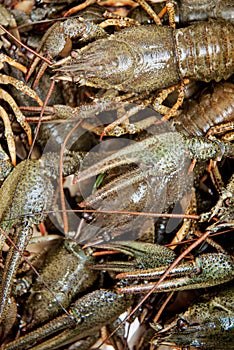 Crayfish in a river. Animal in the wild