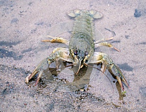 Crayfish On The River-Bank