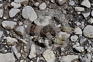 Crayfish on Rocky Riverbank photo