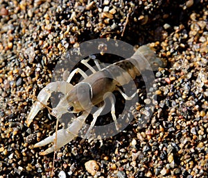 Crayfish on Shore