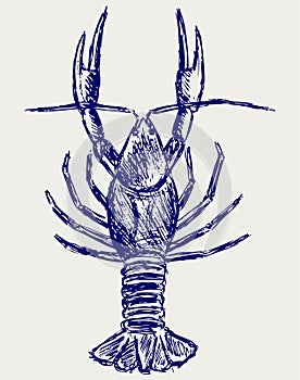 Crayfish sketch photo