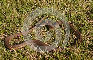 Crayfish Snake - Regina grahamii -