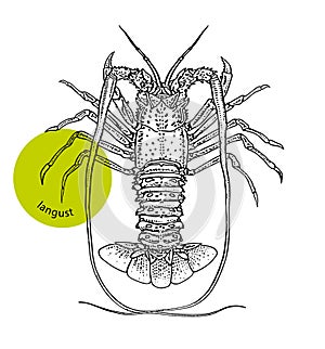 Crayfish, spiny lobster, seafood, close-up, hand drawn sketch, ink, vintage engraving. Design element for label, package