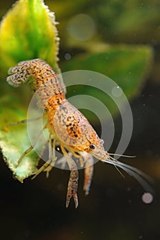 Crayfish under water with air bubbles