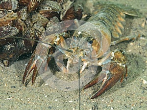 Crayfish, underwater photo. Invasive species in Hancza Lake. Macro shot, selective focus