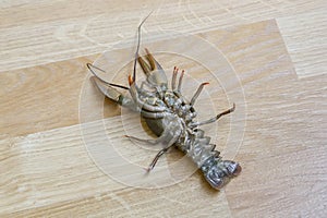 Crayfish upside down view on a parquet floor