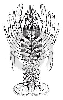 Crayfish, vintage engraving