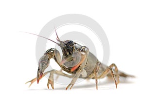 Crayfish on white background
