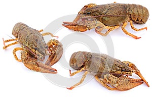 Crayfishes