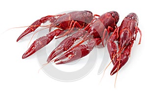 Crayfishes
