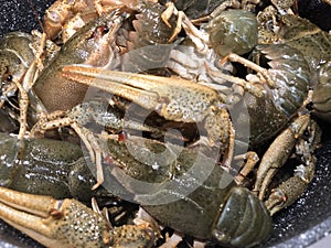 Crayfishes photo