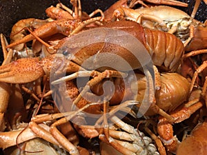 Crayfishes photo