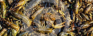 Crayfishs live, river food. Living crayfish in water. Caught crayfishs. Cancers on the background of crayfish. Large