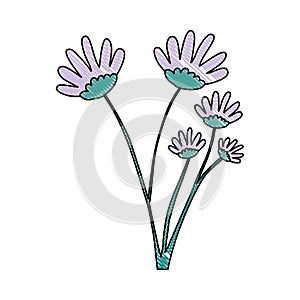 Crayon silhouette of hand drawing lilac color daisy flower bouquet with several ramifications