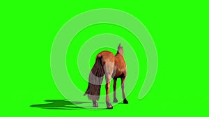 Crazed Brown Horse Loop Animals Green Screen back 3D Rendering Animation
