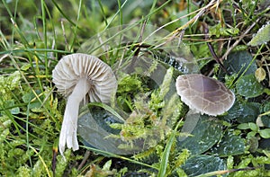 The Crazed cap Dermoloma cuneifolium is an inedible mushroom photo