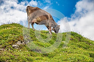 Crazing cow in the alps in summer season