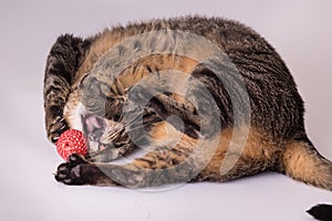 Crazy active house cat playing with toy ball mouth wide open clawing studio portrait