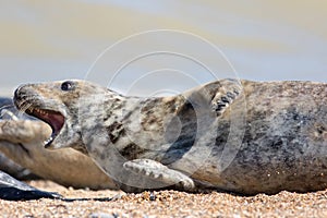 Crazy animal meme image of a startled seal