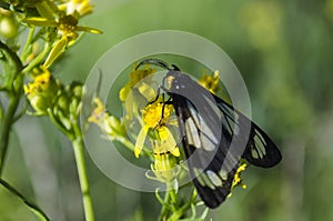 Crazy Antennae on a Black and white butterfly exploring a yellow flower