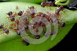 Crazy ants