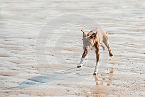 Crazy beach dog