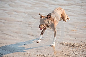 Crazy beach dog