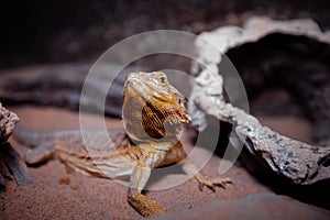 Crazy Bearded Dragon guarding its territory