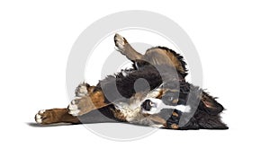 Crazy bernese monutain dog lying on its back, isolated