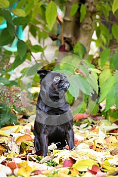 Crazy Black dog is sitting in nature.