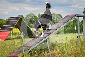 Crazy black and white border collie is running in agility park on dog walk.