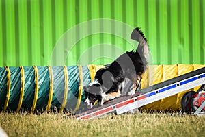 Crazy black and white border collie is running in agility park on dog walk.