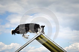 Crazy border collie is running in agility A frame. photo