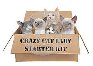Crazy cat lady starter kit