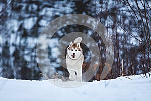 Crazy and cute beige and white dog breed siberian husky running on the snow path in the forest
