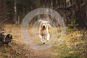 Crazy, cute and happy dog breed golden retriever running in the forest and has fun at sunset