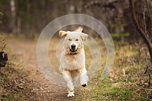 Crazy, cute and happy dog breed golden retriever running in the forest and has fun at sunset