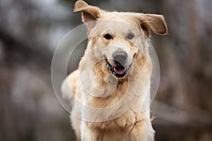 Crazy, cute and happy dog breed golden retriever running in the forest and has fun at sunset