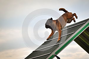 Crazy dog is running agility A-frame. photo