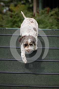 Crazy dog is running agility A-frame. photo