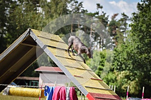 Crazy dog is running agility A-frame. photo