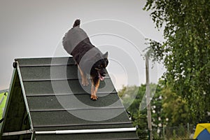 Crazy dog is running agility A-frame. photo